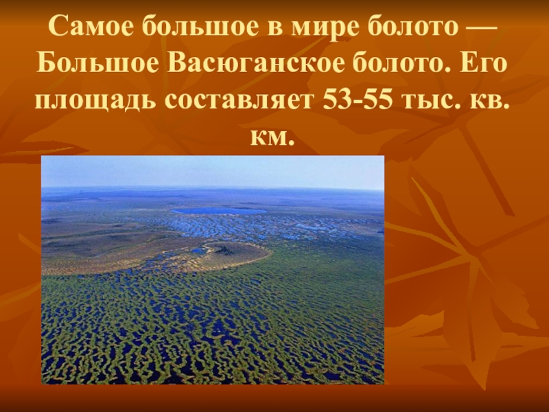 Самое большое в мире болото — Большое Васюганское болото. Его площадь составляет 53-55 тыс. кв.км.