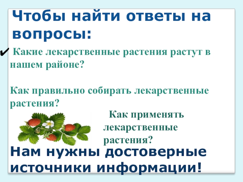 Контрольное растение