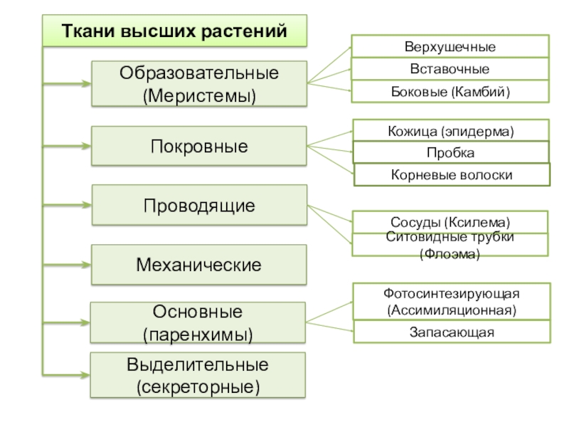 Ткани высших растенийОбразовательные (Меристемы)ПокровныеПроводящиеОсновные (паренхимы)Механические Выделительные (секреторные)Вставочные Верхушечные Боковые (Камбий) Кожица (эпидерма)Пробка Сосуды (Ксилема) Ситовидные трубки (Флоэма)