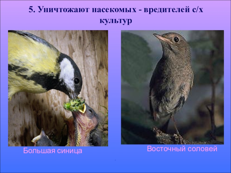 Значение птиц биология 8 класс. Роль птиц в природе. Роль птиц в жизни человека. Значение птиц в природе. Польза птиц в природе и жизни человека.