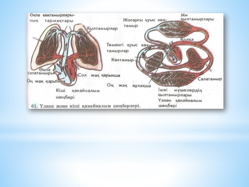 Кіші қан айналым шеңбері. Бүйір желкелілер типі.