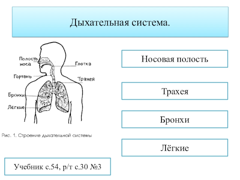 Человек дыхание человека 3 класс 8 вид презентация