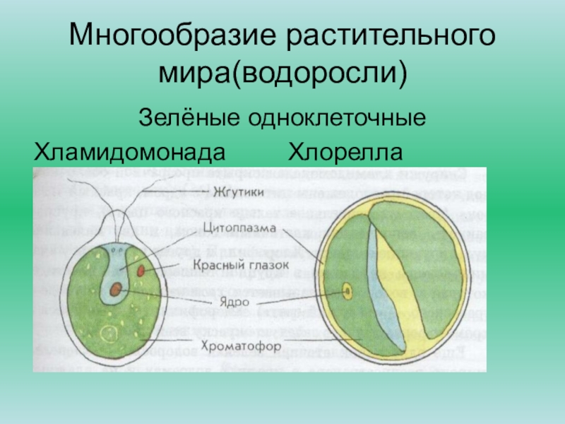 Развитие одноклеточных водорослей. Одноклеточная водоросль хлорелла строение. Строение клетки одноклеточная водоросль хлорелла. Нарисовать хламидомонада и хлорелла. Зеленые водоросли хлорелла.