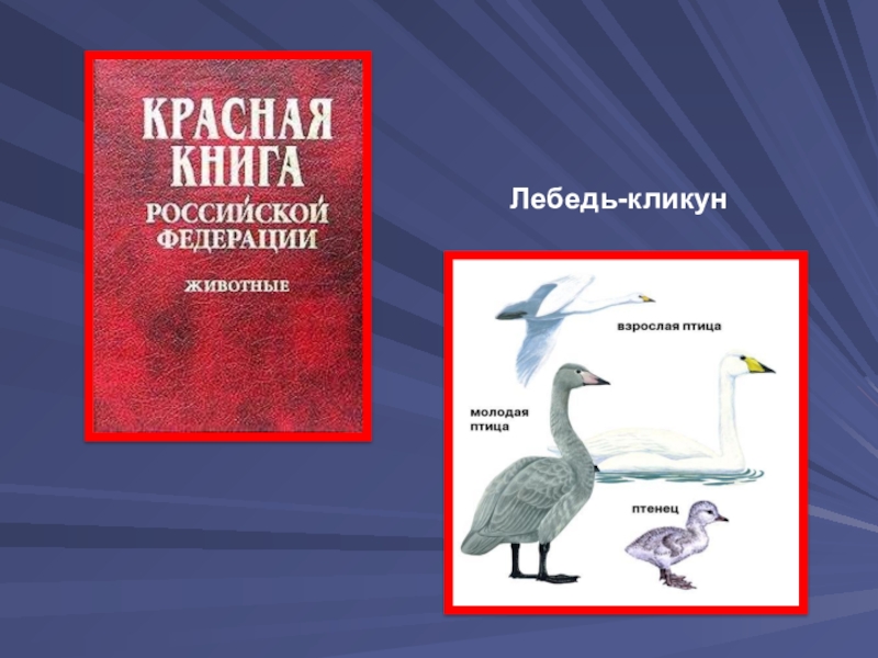 Какой лебедь в красной книге россии фото и названия