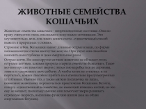 Презентация Семейство кошачьих для подготовительной группы