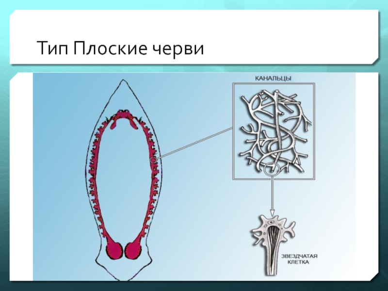 Эволюция выделительной системы у животных презентация