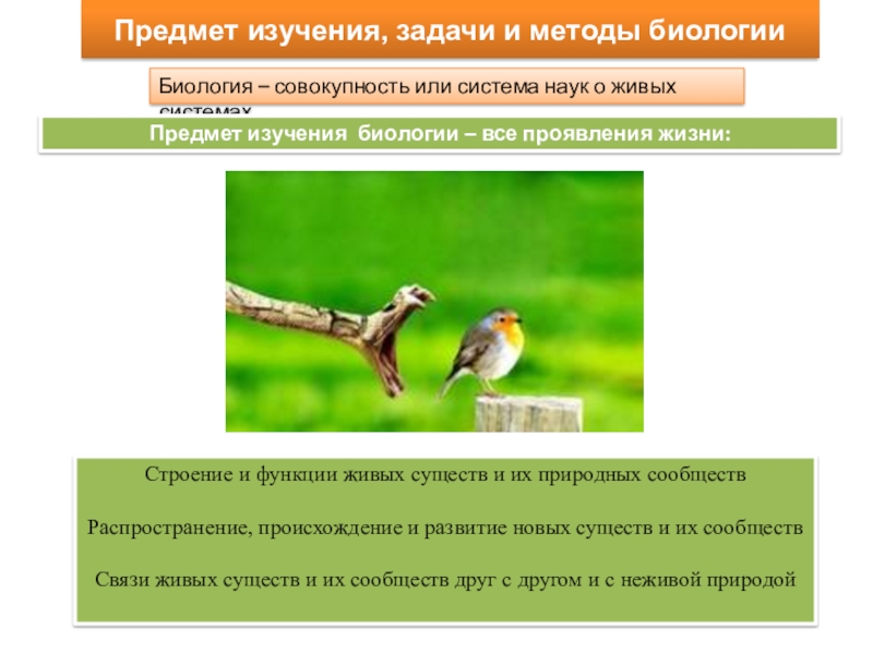 Изучение живой природы 5 класс биология. Методы изучения живых существ. Предмет задачи и методы биологии. Объект исследования биологии. Предмет изучения бриологии.