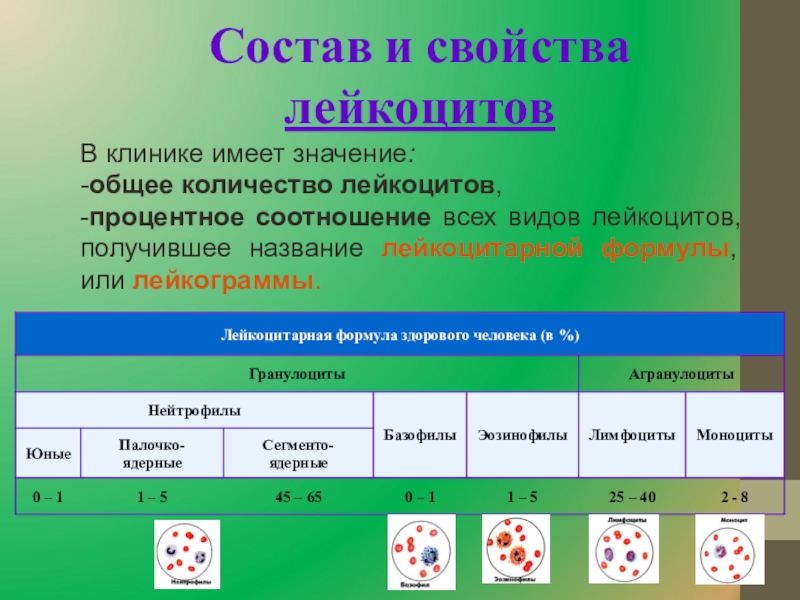 Состав 19. Состав лейкоцитов в крови. Состав и свойства лейкоцитов. Изменения общего количества лейкоцитов. Абсолютное количество лейкоцитов это.