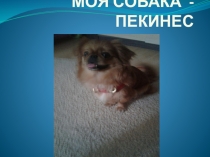 Презентация по окр.миру Домашнее животное (2кл)