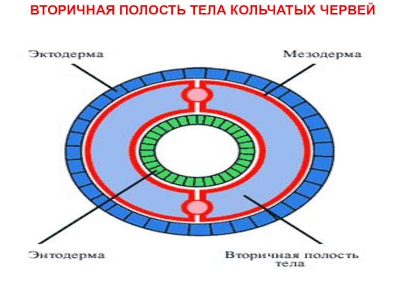 Вторичная полость тела рисунок