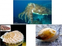 Многообразие моллюсков, их значение в природе и жизни человека