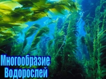 Презентация по биологии на тему Многообразие водорослей (6 класс)