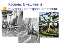 Презентация по биологии на тему Корень