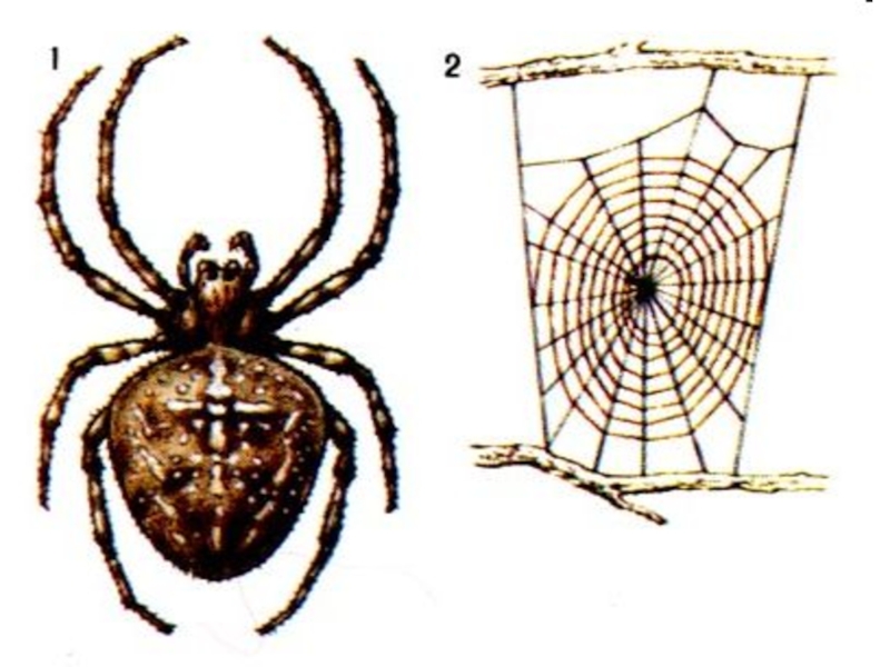 Паук биология рисунок