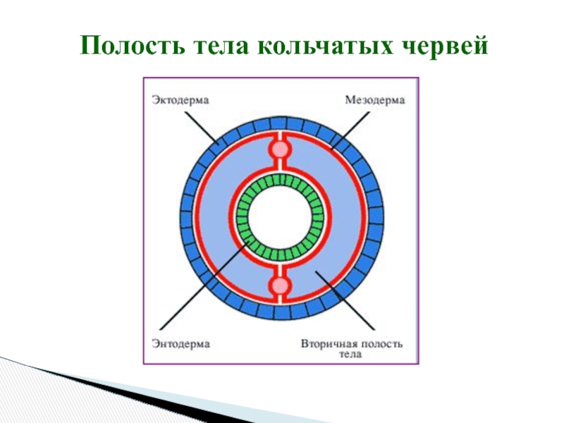 Вторичная полость тела имеется у. Дождевой червь вторичная полость тела. Вторичная полость тела у кольчатых червей. Полость тела кольчатого червя. Строение кольчатого червя вторичная полость тела.