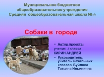 Проект по экологии Бездомные собаки в городе