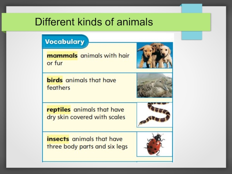 Different kind of animal. Types of animals for Kids. Animals in our Life презентация. Reading animals урок. Different Types of animals.