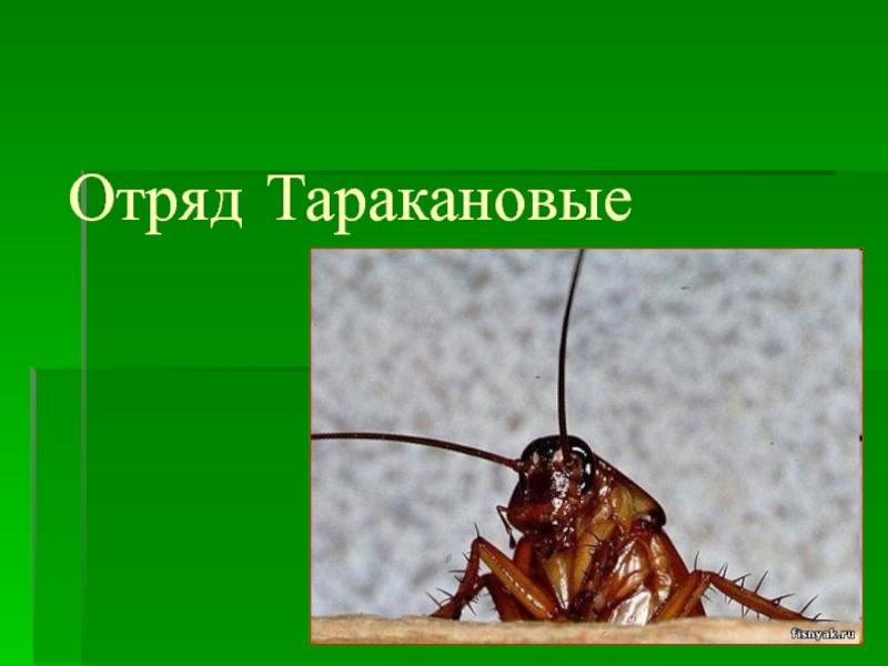 Отряд таракановые рисунок