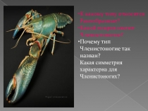 Презентация по теме:Класс Паукообразные