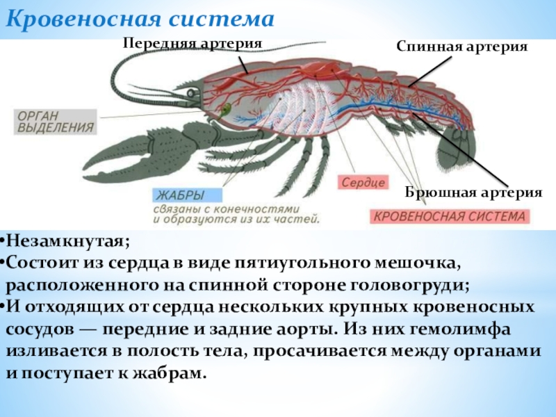 Ракообразные признаки. Органы дыхательной системы ракообразных. Строение кровеносной системы ракообразных. Нервная система ракообразных 7 класс. Тип Членистоногие класс ракообразные кровеносная система.