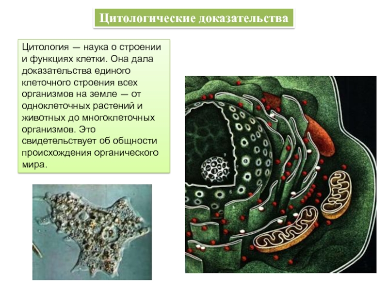 Доказательства клеточного строения. Молекулярно-биологические и цитологические доказательства эволюции. Цитологические доказательства. Цитология доказательства эволюции. Цитологическое доказательство эволюции органического мира.