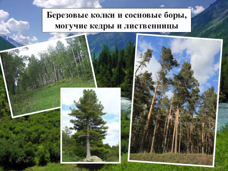 сосна обыкновенная сосна лесная. гора валдай сосновый бор. сосновый бор бор. в могучем боре. сосновка чебоксары лес.
