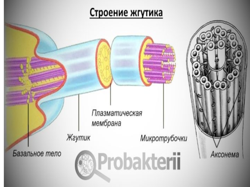 Строение жгутика эукариот