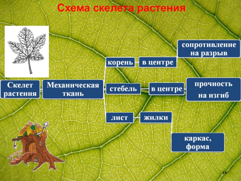 Скелет опора организма 6 класс биология презентация