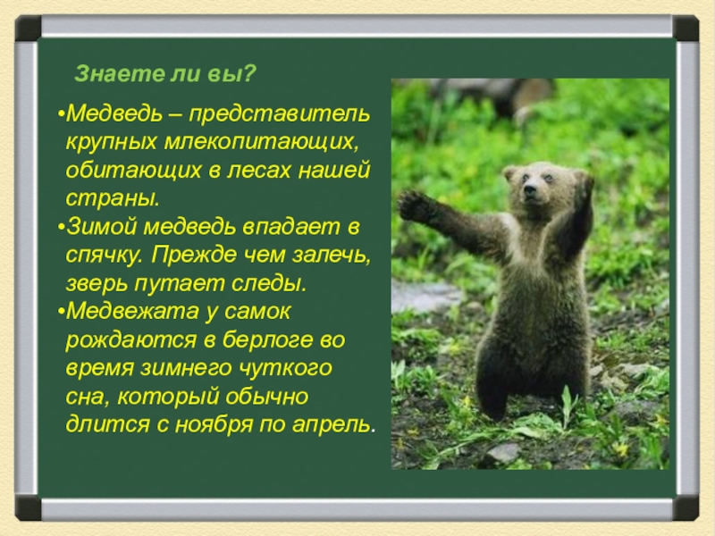 Знаешь медведь. Изложение Медвежонок 3 класс. Изложение медведь. Изложение про медведя 3 класс. Изложение Медвежонок 2 класс.