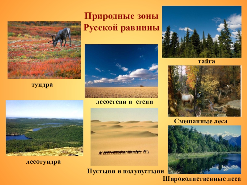 Природные зоны            Русской равнины