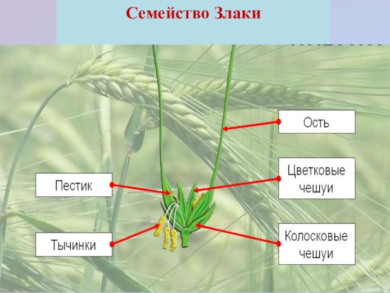 Диаграмма семейства злаки