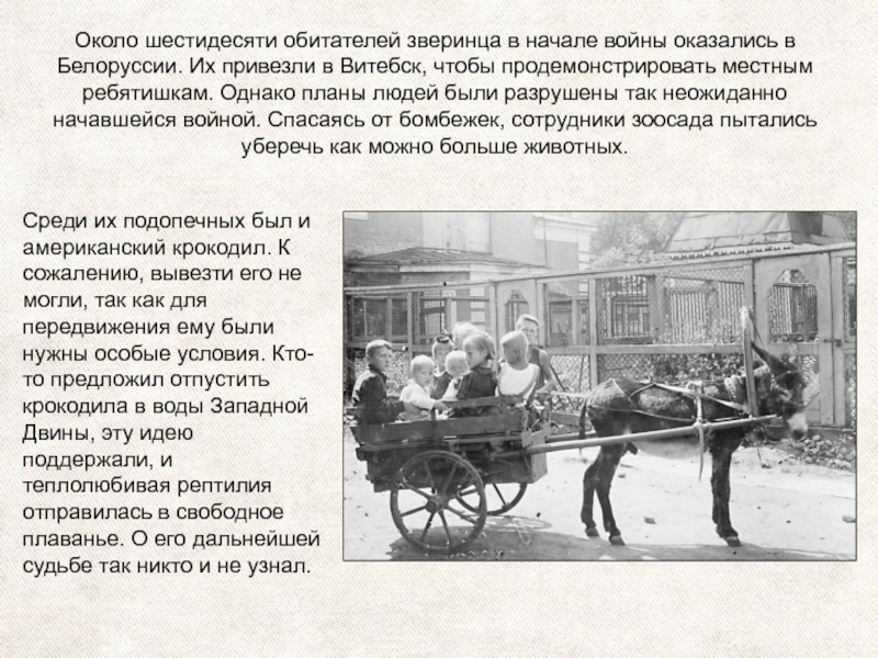 Около шестидесяти обитателей зверинца в начале войны оказались в Белоруссии. Их привезли в Витебск, чтобы продемонстрировать местным