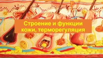 Презентация по биологии Строение и функции кожи, терморегуляция (9 класс)
