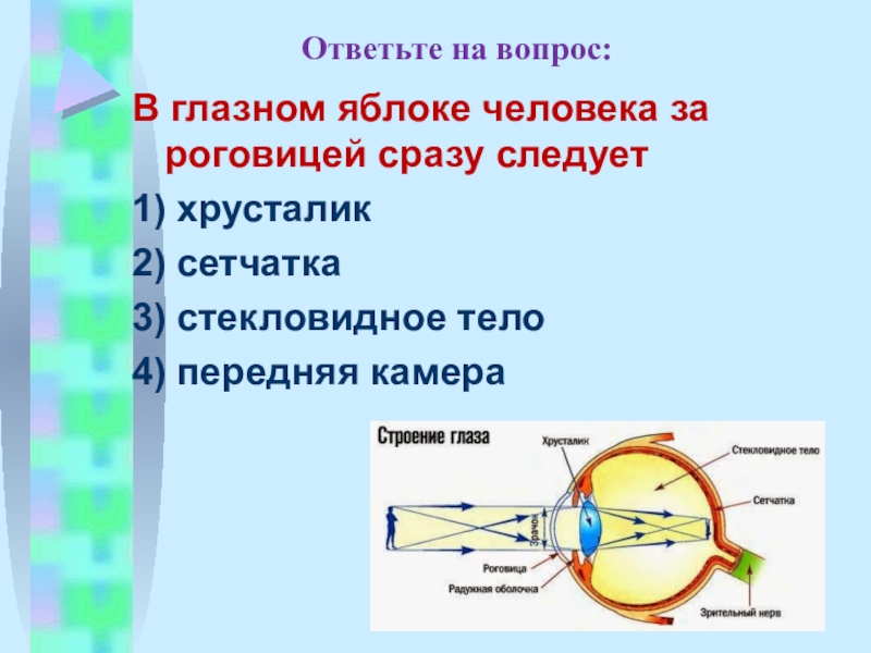 Изображение создается внутри глазного яблока а не на сетчатке