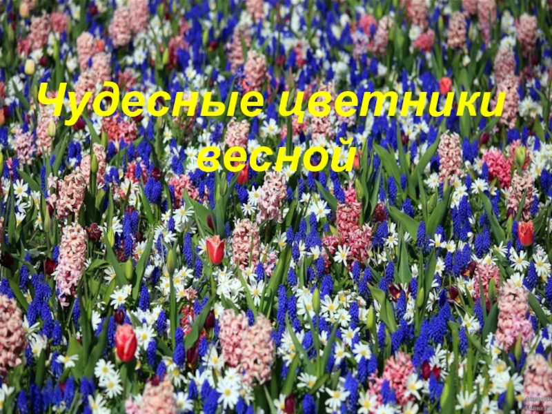 Чудесные цветники весной фото