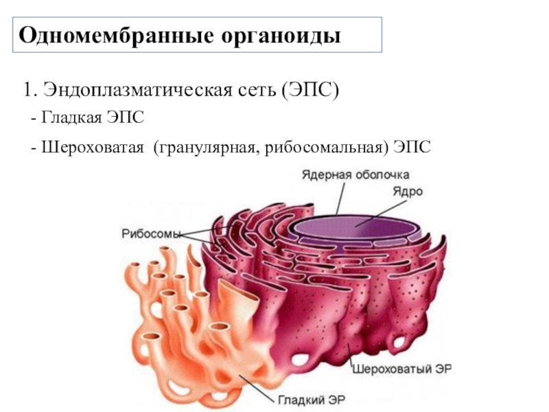 Какой клеточный органоид изображен на рисунке в клетках нервной или гладкой