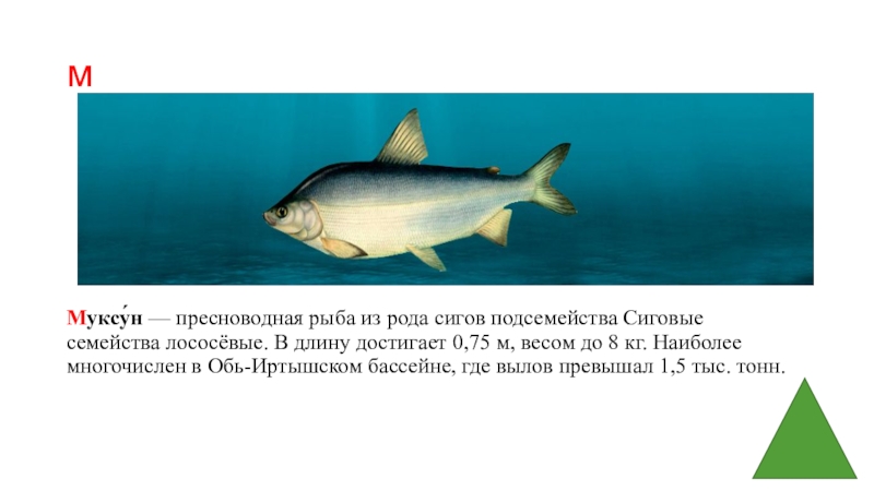 Рыба родов сигов. Рыба Обь-Иртышского бассейна. Сиг Пресноводные рыбы. Муксун Пресноводные рыбы. Сиговые рыбы Оби.