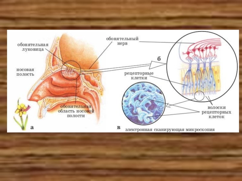 Обонятельные рецепторы. Строение обонятельной луковицы. Схема строения обонятельной луковицы. Клетки обонятельной луковицы. Пучковые клетки обонятельной луковицы.