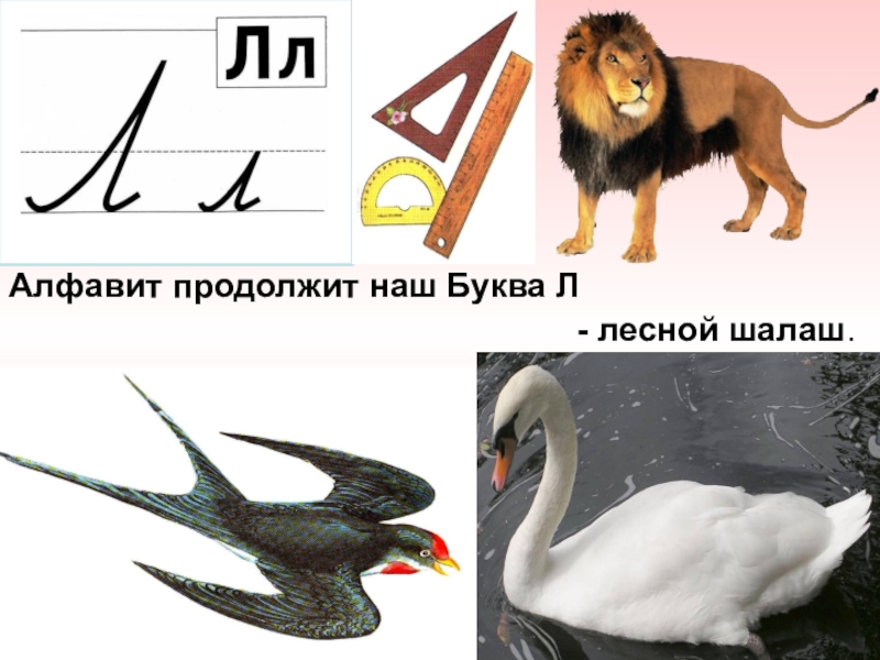 1 буква л 2. Алфавит продолжит наш буква л Лесной шалаш. Буква л Лесной шалаш. Буква л лиса. Животные на букву л.