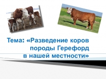 Презентация к научно-исследовательскому проекту Разведение Герефордов в нашей местности