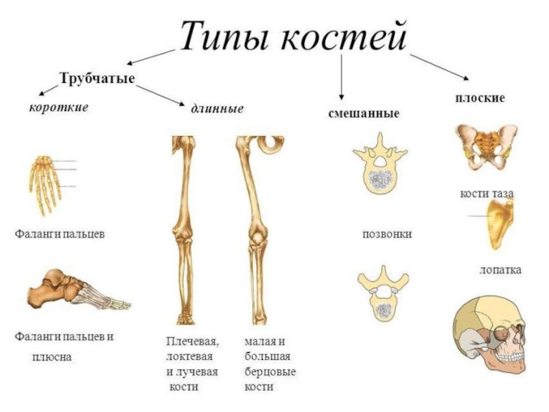 Проект по биологии 1 курс