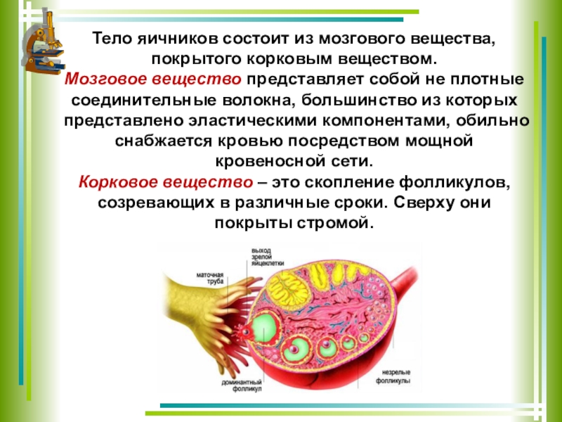 Строение и функции яичников презентация