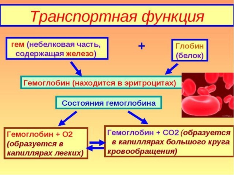 Транспортная функция белков картинки