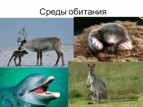 Презентация к уроку биологии. Среда обитания. 6 класс