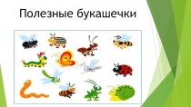 Презентация к защите проекта Полезные букашечки.