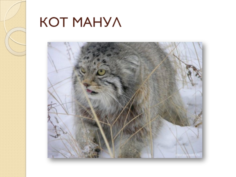 Кот манул презентация