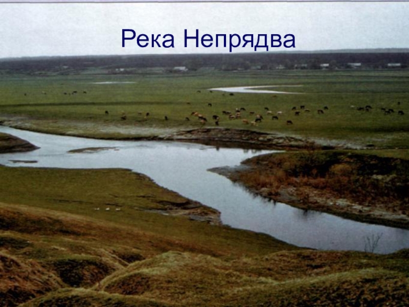 Река непрядва. Непрядва река Куликово поле. Куликово поле и река Дон. Река Непрядва Тульская область. Непрядва и Дон.