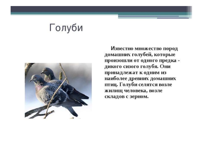 Составь описание известной тебе птицы по плану 2 класс русский язык рабочая тетрадь