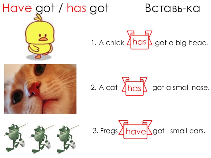 Has 3. Cats small noses вставь have got has got. Cats has got или have. Вставь have has got. Cows have got или has got.