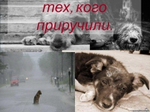 Бездомные животные